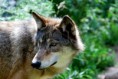 /album/fotogallerij/a1-wolf-4-jpg/